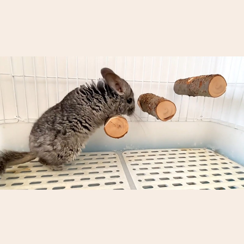 Huisdier Hamster Speelgoed Nat - Woodworking Rabbet recensie en prijs